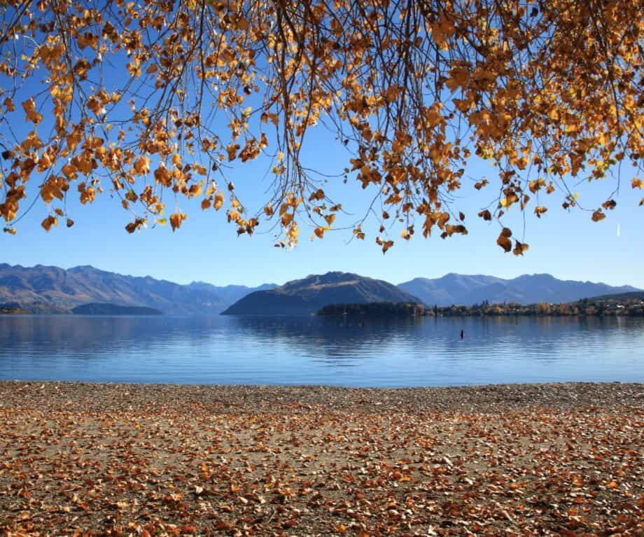 Lake Wanaka with golden autumn leaves falling from the trees