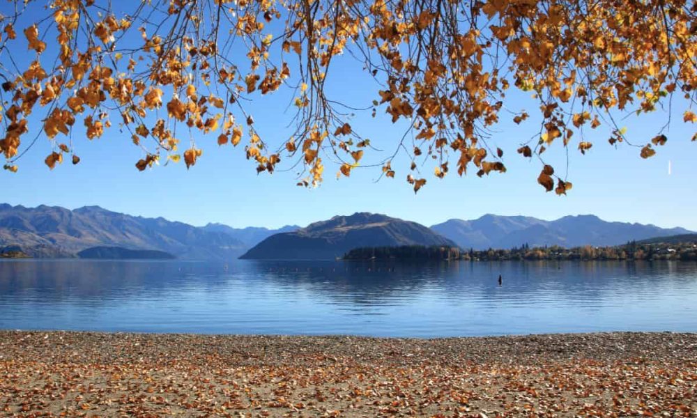 Lake Wanaka with golden autumn leaves falling from the trees