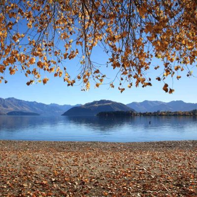 Lake Wanaka with golden autumn leaves falling from the trees
