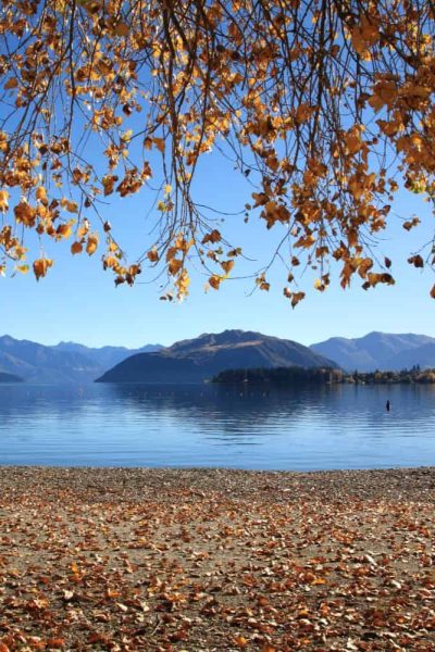 Lake Wanaka with golden autumn leaves falling from the trees