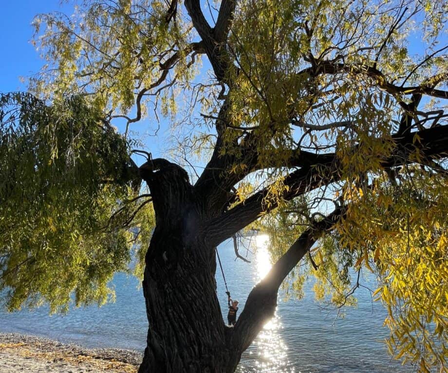 Golden autumn trees on the shoreline of Lake Wanaka